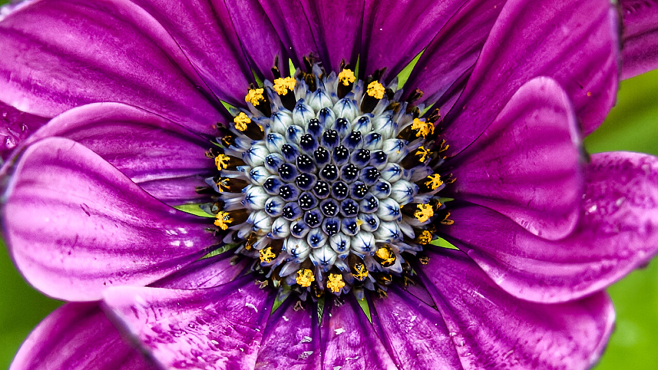 Macro at Footscray Park
