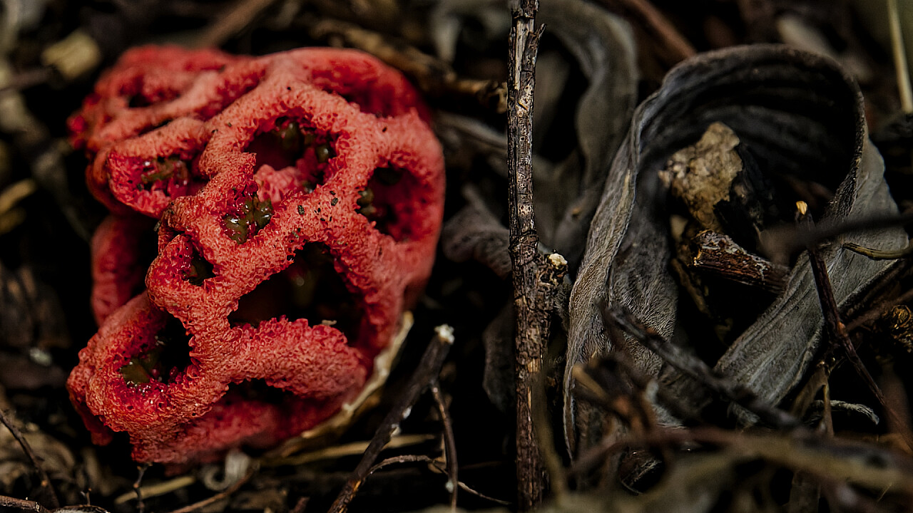 Macro at Footscray Park
