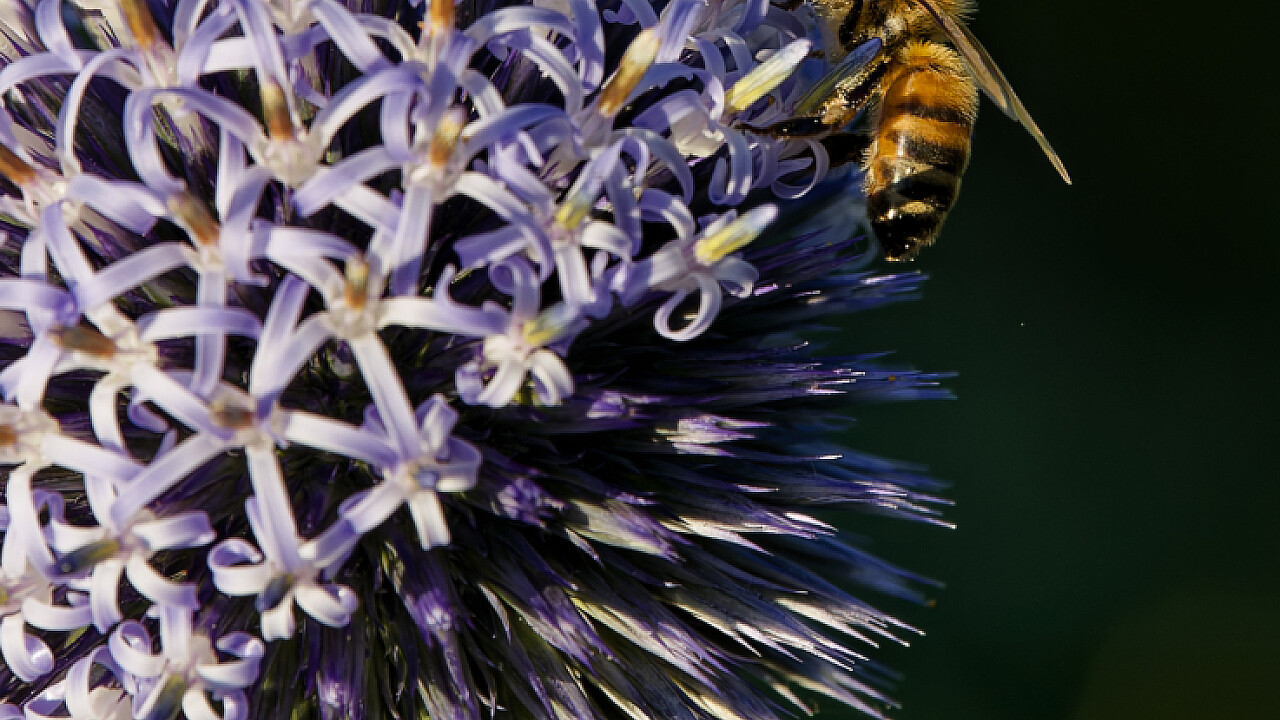 Macro at Footscray Park