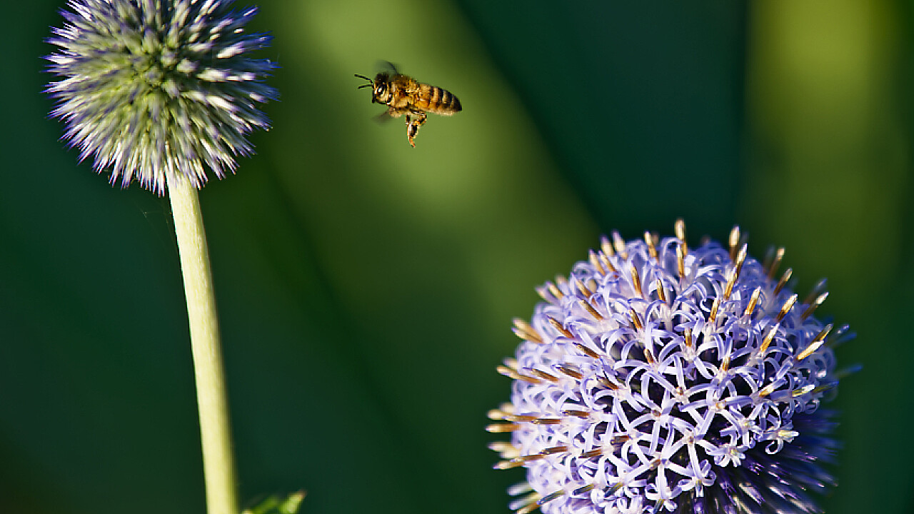 Macro at Footscray Park