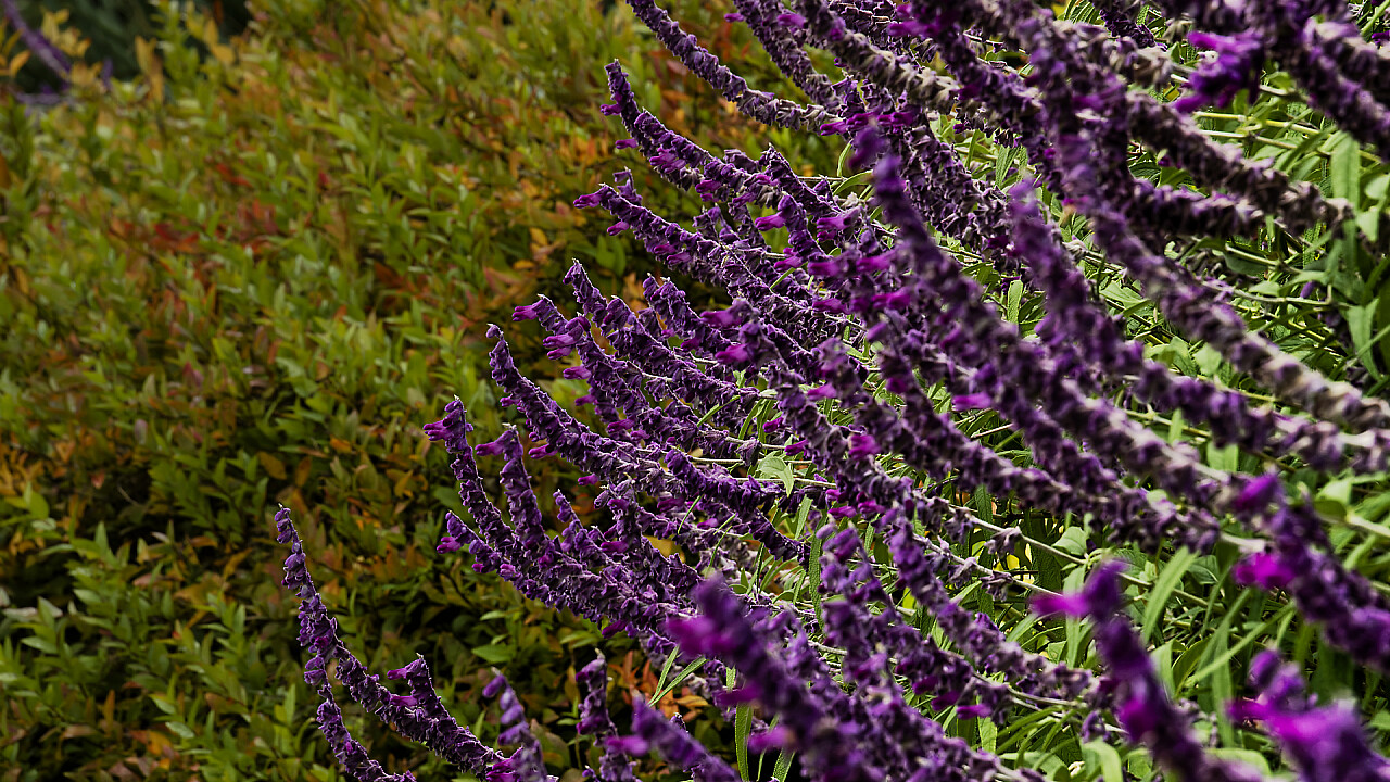 Macro at Footscray Park