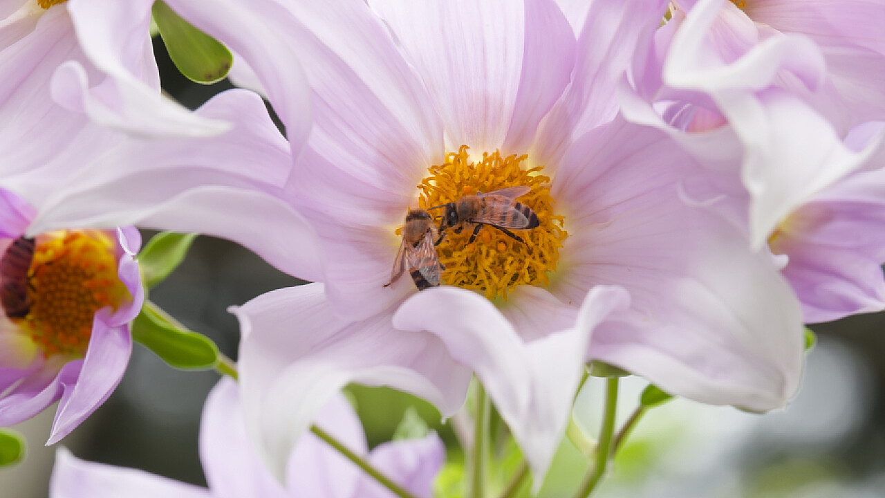 Macro at Footscray Park