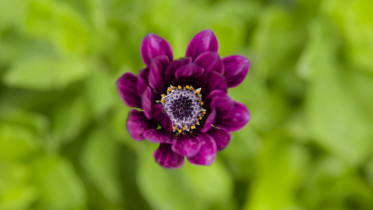 Macro at Footscray Park