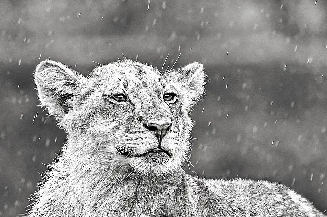 Lion cub shower