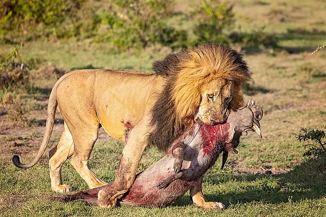Lion with warthog kill