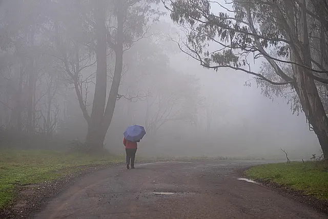 Foggy Morning