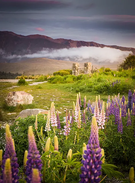 Lupins and the Long White Cloud