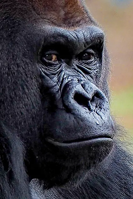 Are You Looking at Me?
