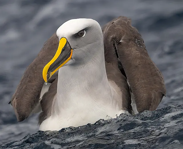 Albatross Glare