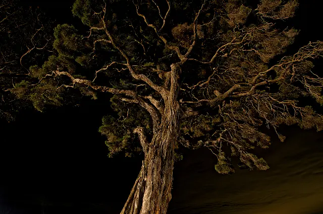 The Tree