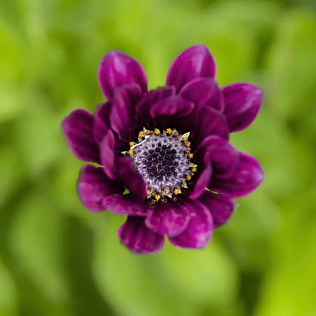 Flower from Footscray Park