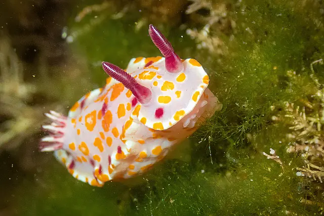 Pretty in Pink Nudibranch