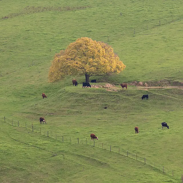 A267_Digital_OPen_The Mooting Tree