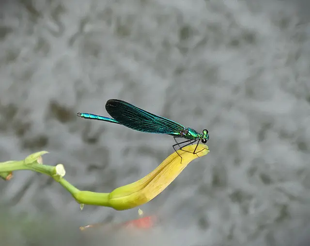 B256_Print_open_Dragonfly