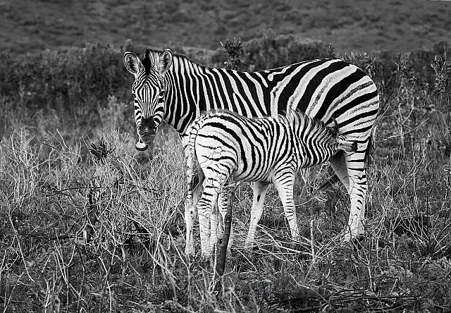 A036_Print_Open_Zebra_Foal_feeding