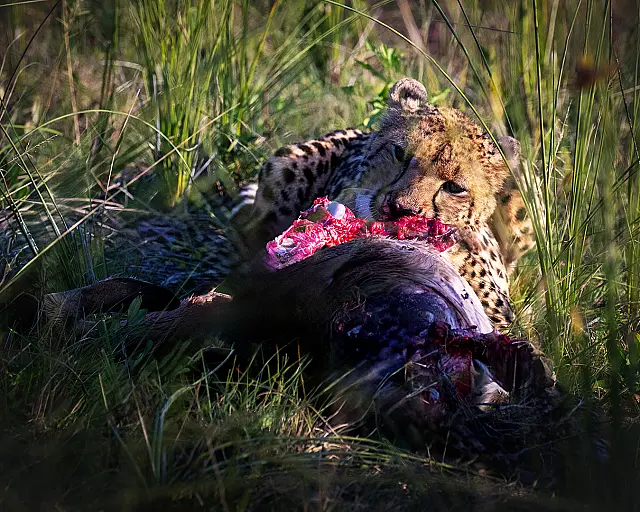 Young_Wilderbeast_dinner