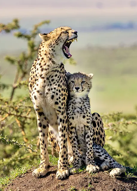 Mother's Rules