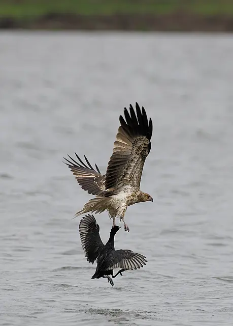 B278_Digital_Wisteling_Kite_with_Coot_for_lunch