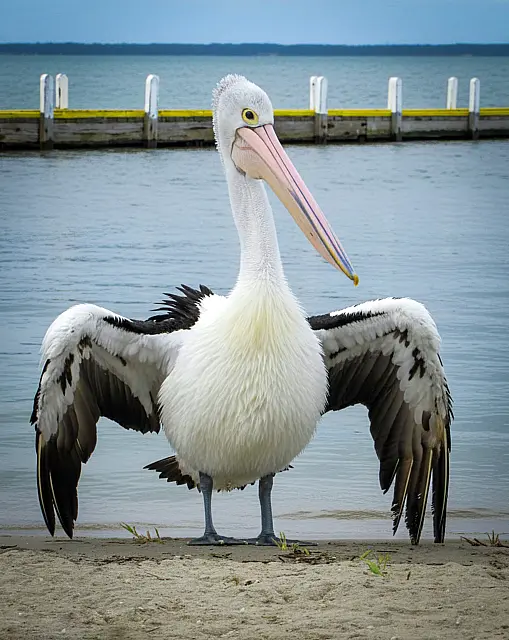 Just a Pelican