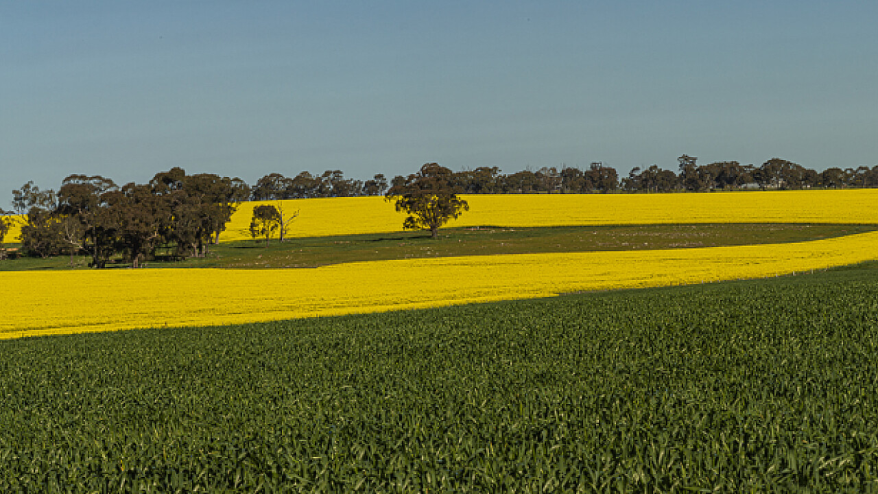 Canola Fields Lodden