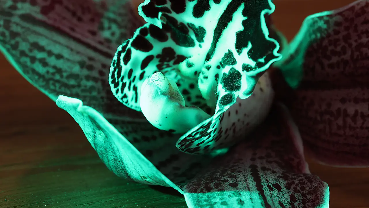 Macro Workshop