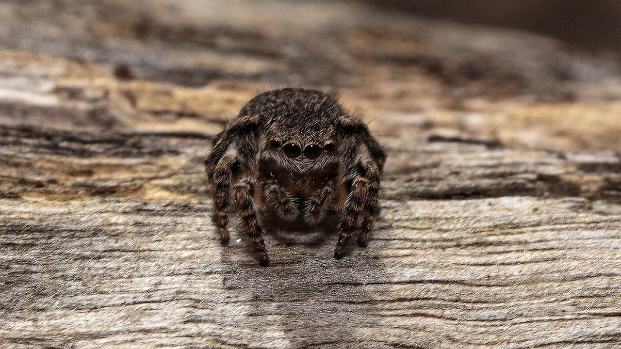 Macro Spiders