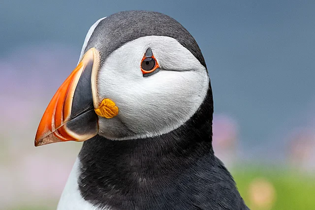 Puffin Portrait