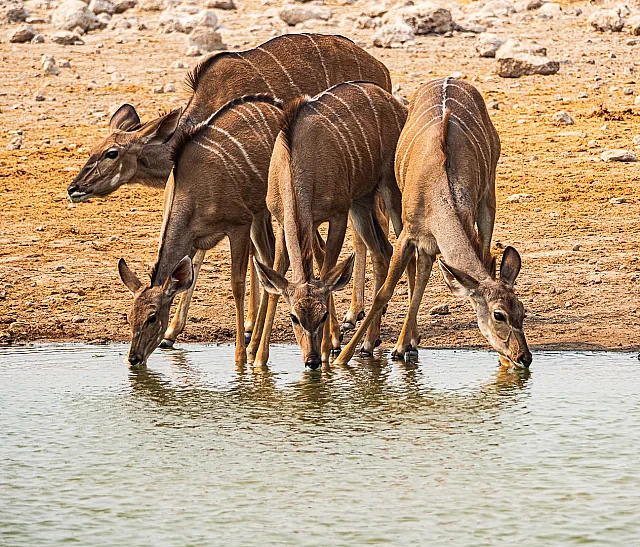 Kudus Having a Drink