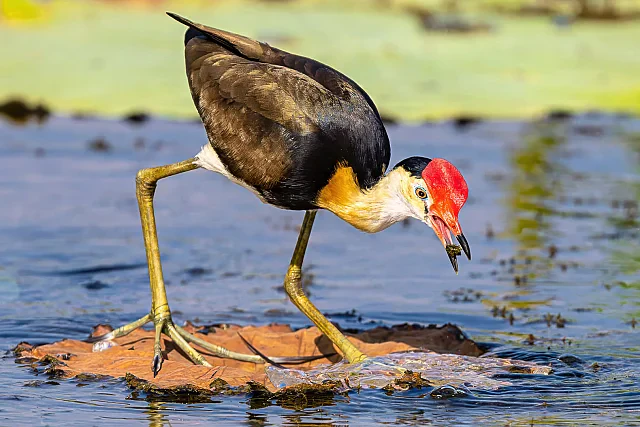 Jacana Catch