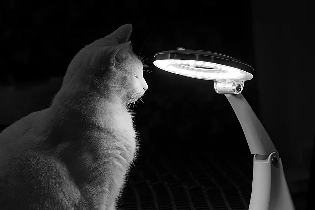 Leo and the Lamp
