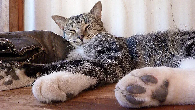 Old Boot, New Pillow