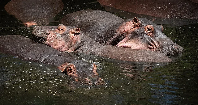 Happy Hippos