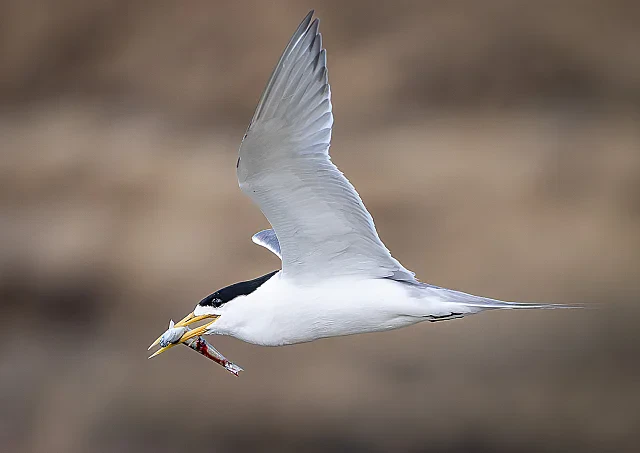 Breakfast is on the Way