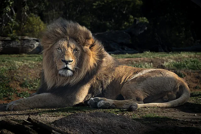 Lion in Repose