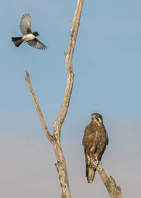 Go Away You Annoying Little ####