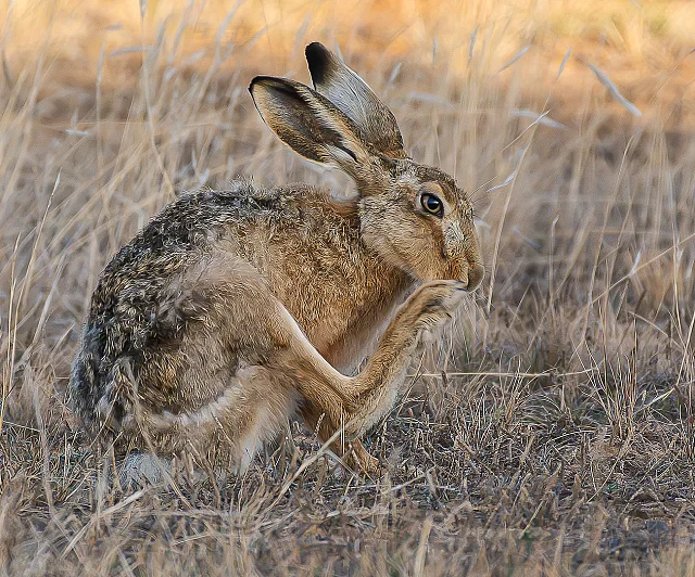 Early Wet Morning Scratch