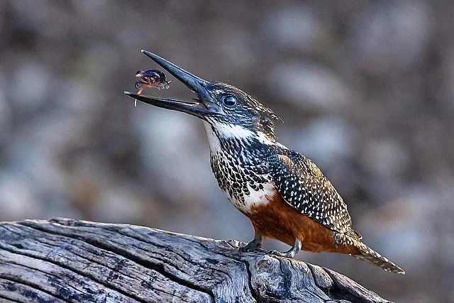 Giant Kingfisher with Crab