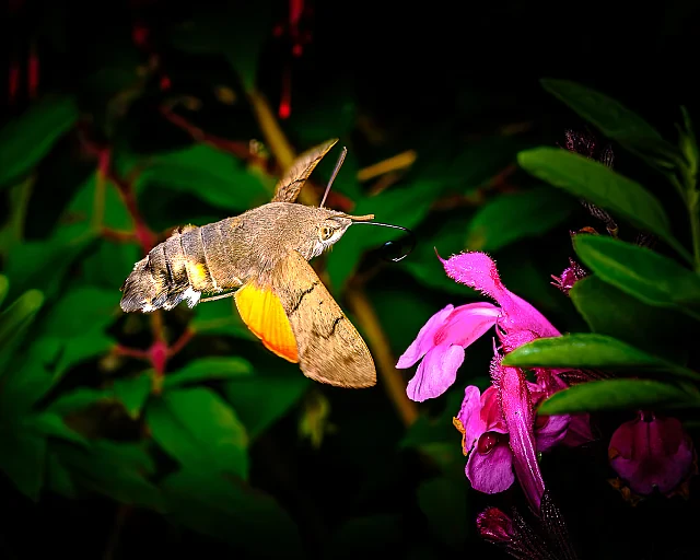 Hummingbird Hawk Moth