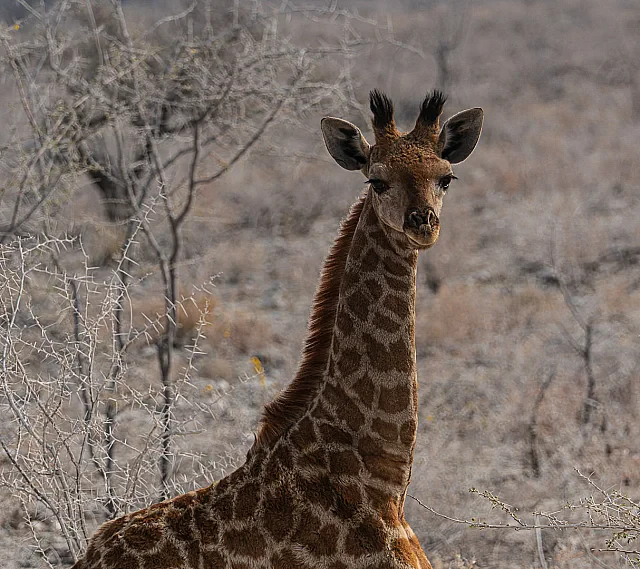Giraffe in the Wild