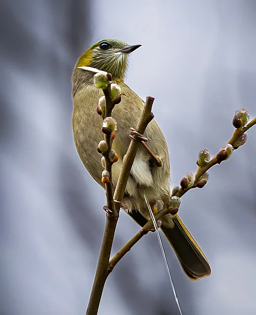 A Branchside Release