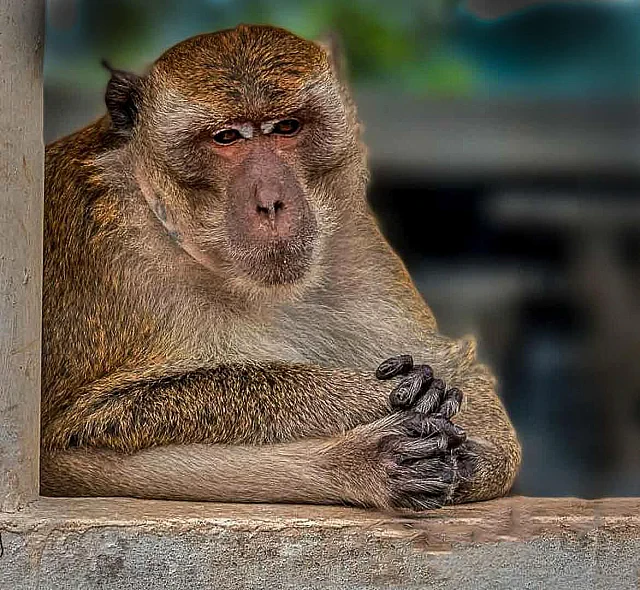 Deep Thoughts No Bananas