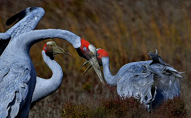 Brolga Chatting