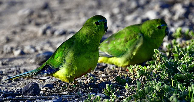 OBP Getting Ready for the Flight South
