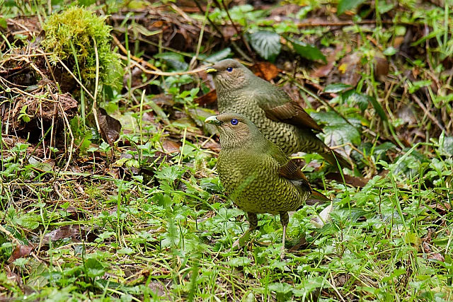 Satin Bowerbirds