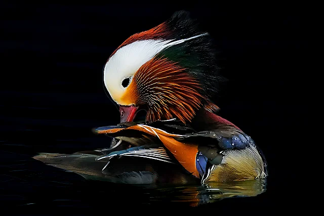 Majestic Mandarin Duck