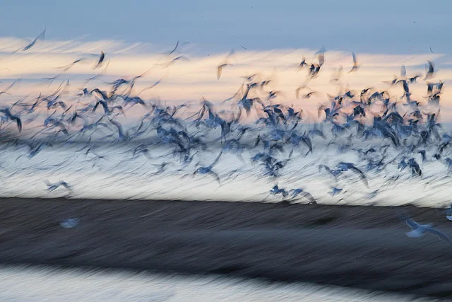Seagulls Taking Flight