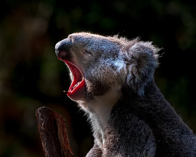 Life's Hard Being a Koala