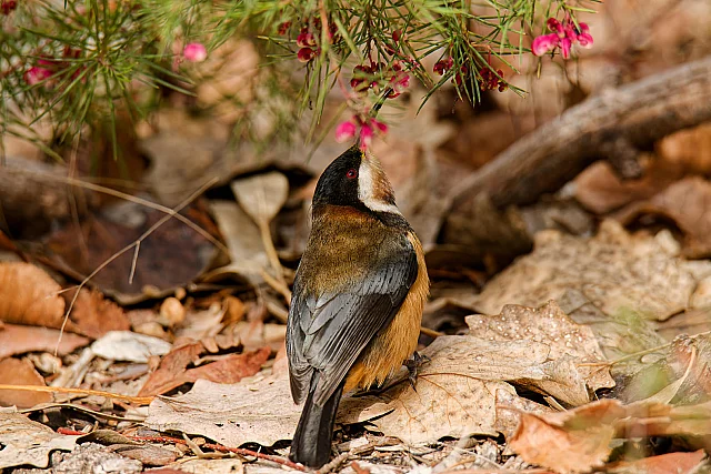 Spinebill Feeding