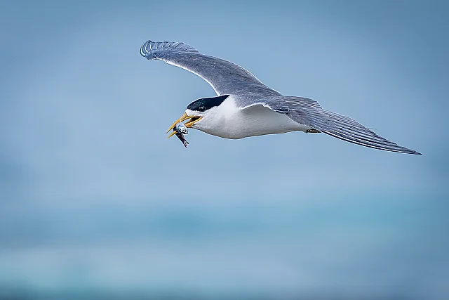 Crested Tern