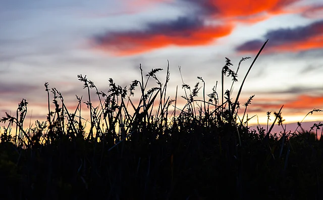 Whispers of the Earth at Sunrise Time